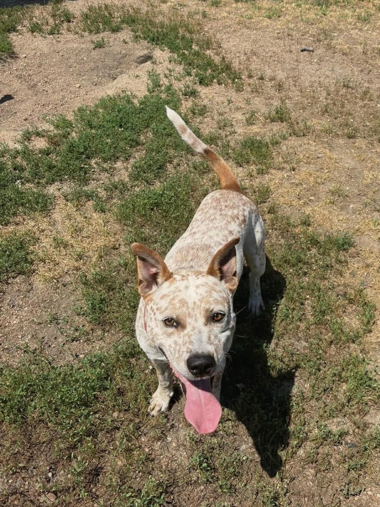 Freckles, a ADOPTABLE mixed breed in ONeill, NE image 2/2