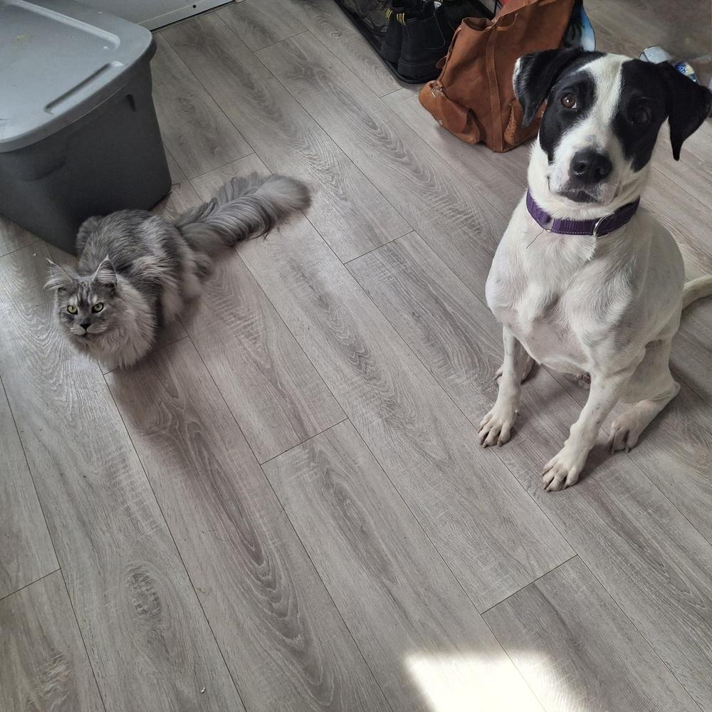 Wanda #A138907 π π¨π¦, Adoptable, Adult Female Mountain Cur.