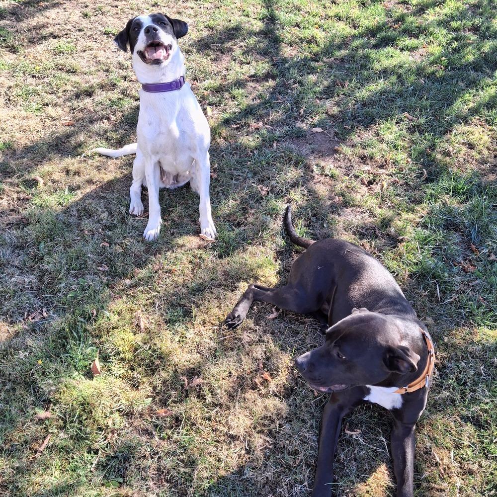 Wanda #A138907 💜 🇨🇦, Adoptable, Adult Female Mountain Cur.