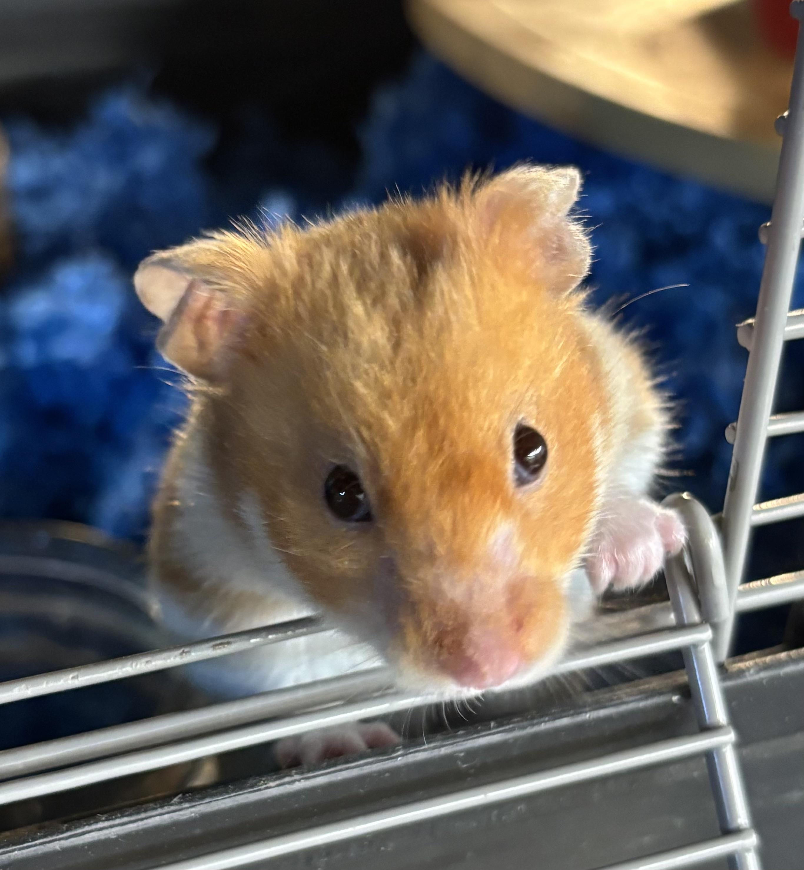 Samson, Adoptable, Young Male Hamster.
