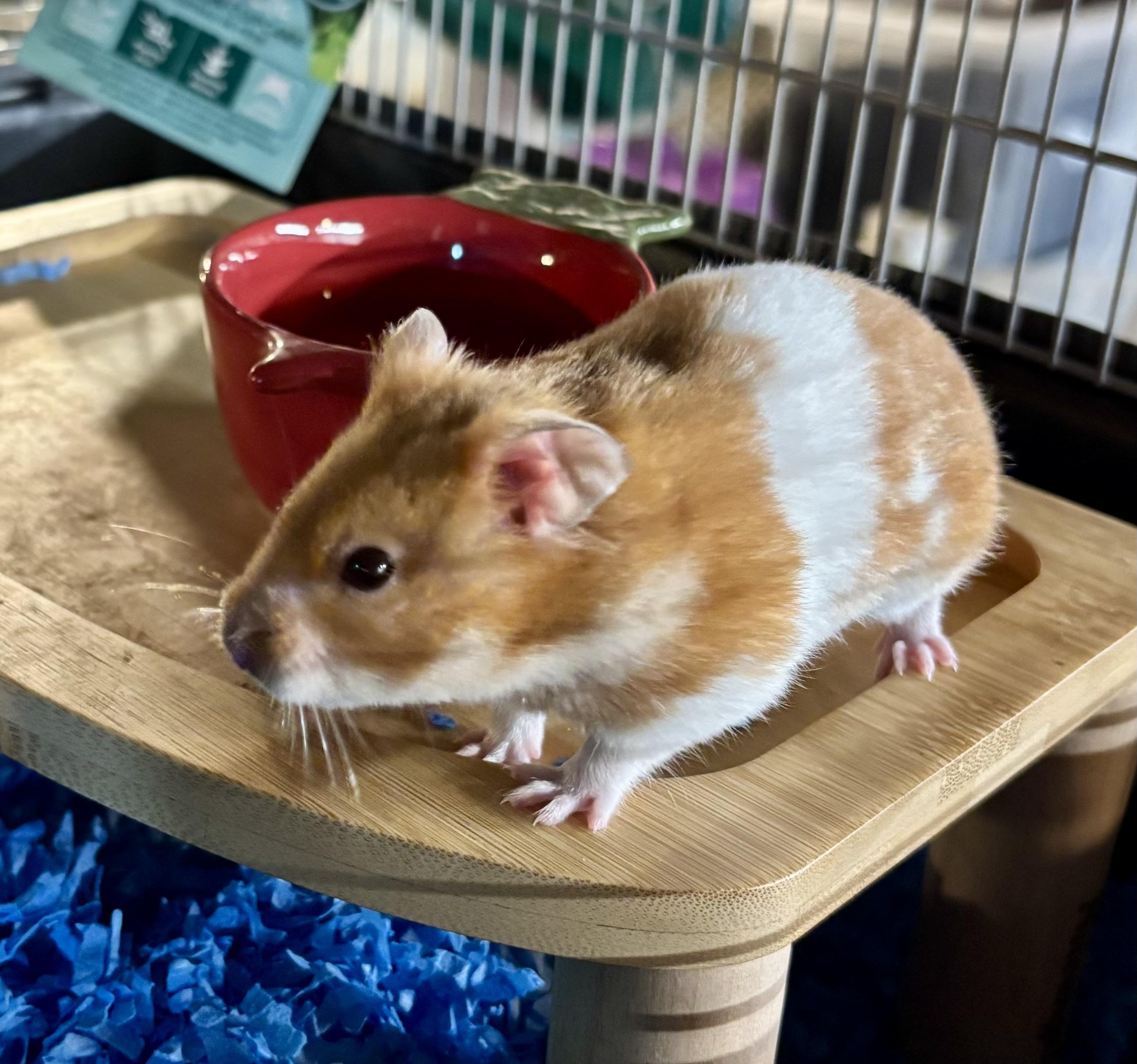 Enlarge Samson, a Adoptable Hamster in Paramus, NJ image 2/2