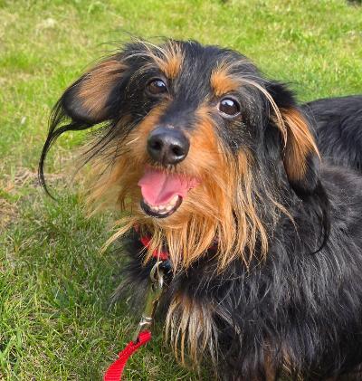 Dexter/Pippen, a ADOPTABLE mixed breed in Portland, OR image 2/6