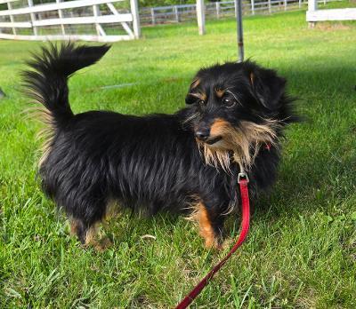 Dexter/Pippen, a ADOPTABLE mixed breed in Portland, OR image 5/6
