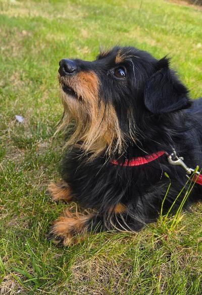 Dexter/Pippen, a ADOPTABLE mixed breed in Portland, OR image 4/6