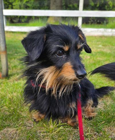 Dexter/Pippen, a ADOPTABLE mixed breed in Portland, OR image 6/6