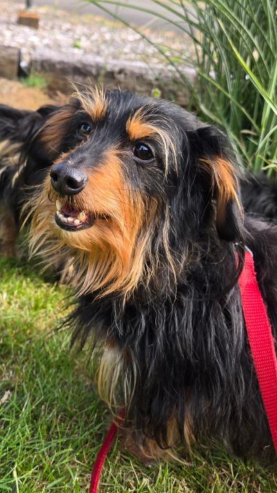 Dexter/Pippen, a ADOPTABLE mixed breed in Portland, OR image 3/6