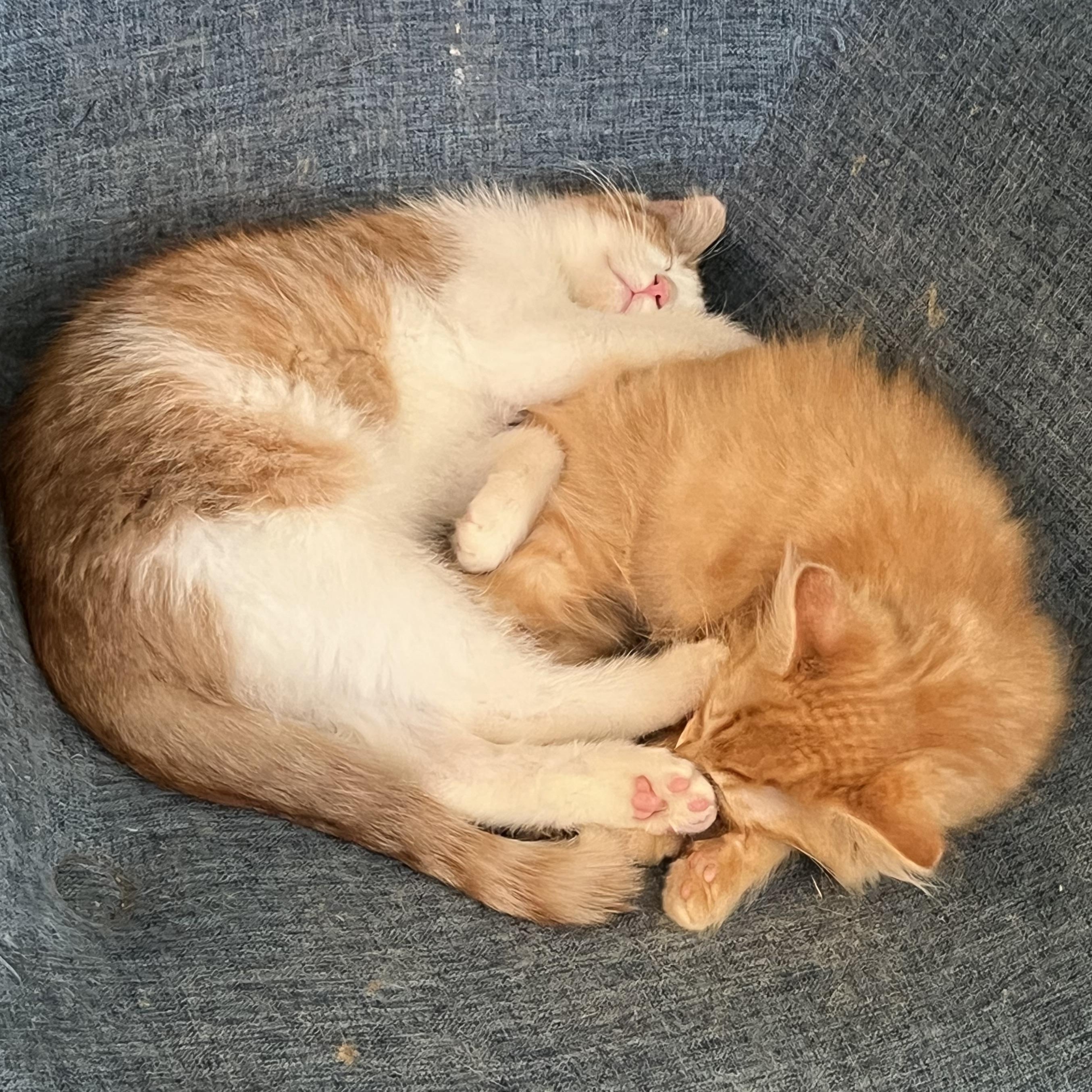 Enlarge Pumpkin Spice Latte, an adopted Domestic Short Hair in Milwaukee, WI image 2/5