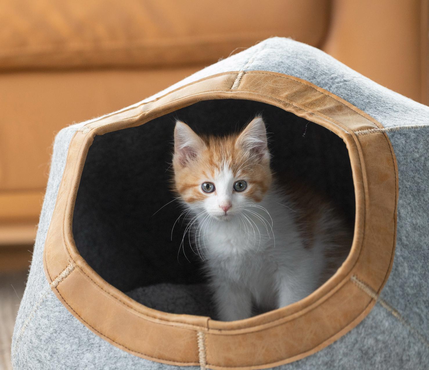 Pumpkin Spice Latte, adopted, Kitten Male Domestic Short Hair.