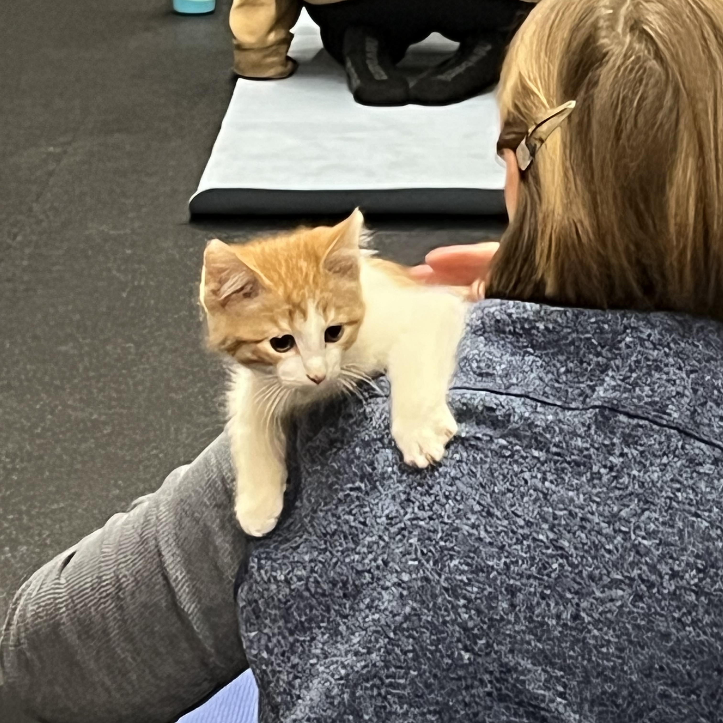 Enlarge Pumpkin Spice Latte, an adopted Domestic Short Hair in Milwaukee, WI image 4/5