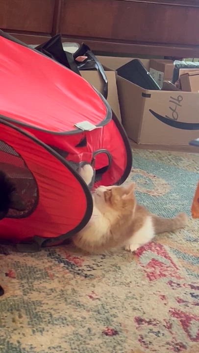 Enlarge Pumpkin Spice Latte, an adopted Domestic Short Hair in Milwaukee, WI video 5/5