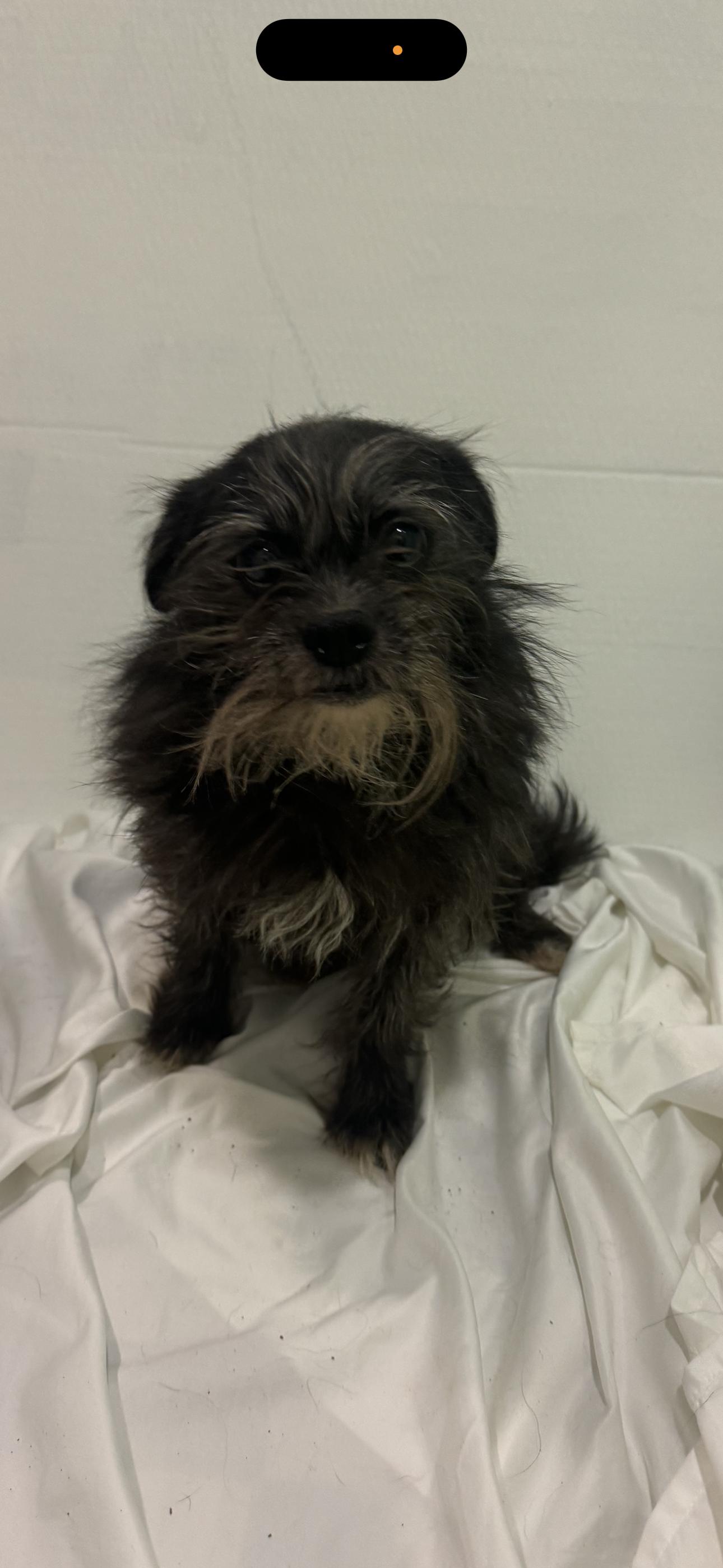 Layla, Adoptable, Adult Female Terrier & Chihuahua.