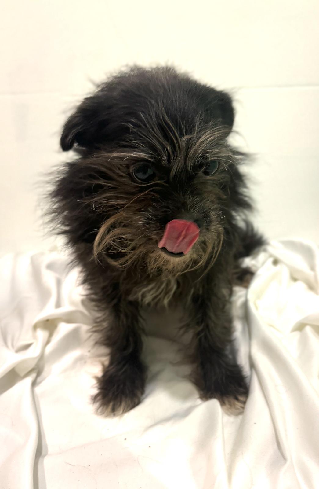 Enlarge Layla, a Adoptable mixed breed in Los Angeles, CA image 2/6