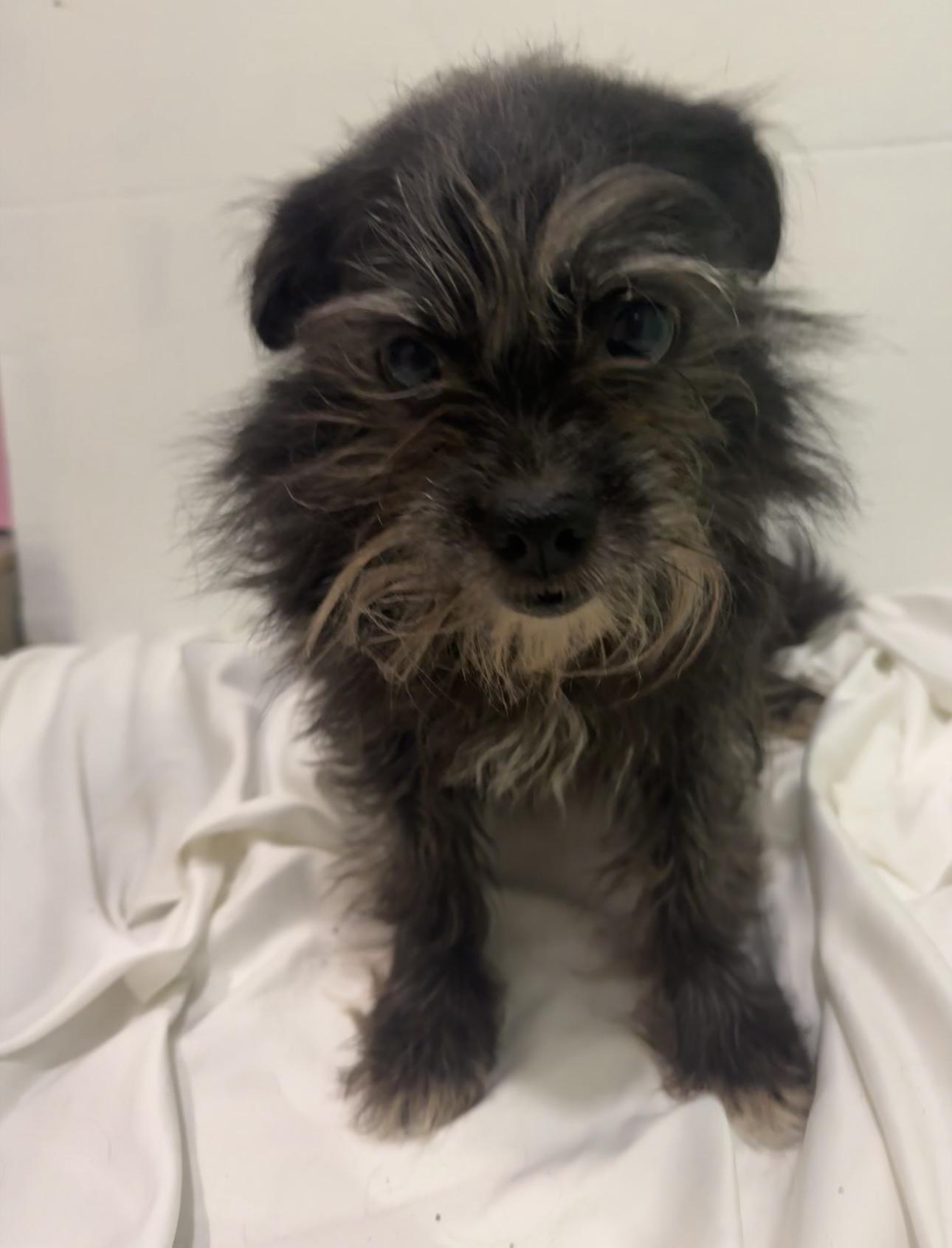 Enlarge Layla, a Adoptable mixed breed in Los Angeles, CA image 3/6