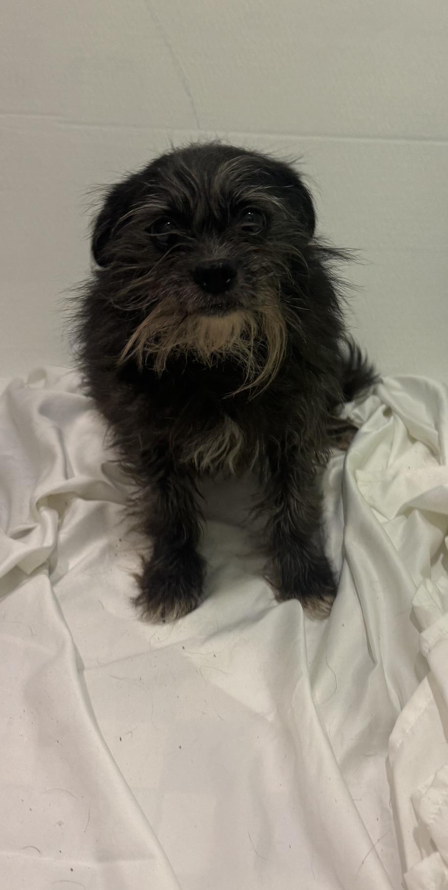 Enlarge Layla, a Adoptable mixed breed in Los Angeles, CA image 4/6