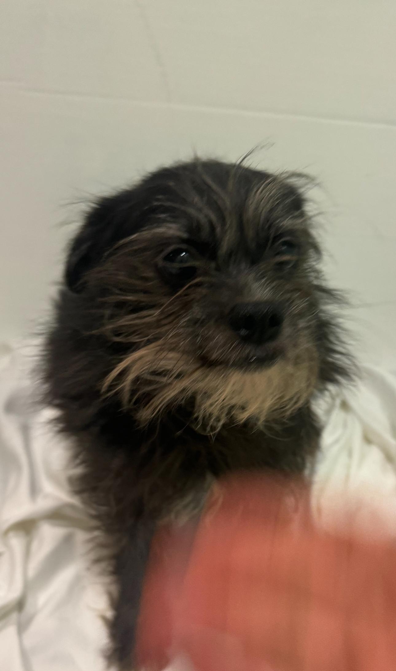 Enlarge Layla, a Adoptable mixed breed in Los Angeles, CA image 5/6