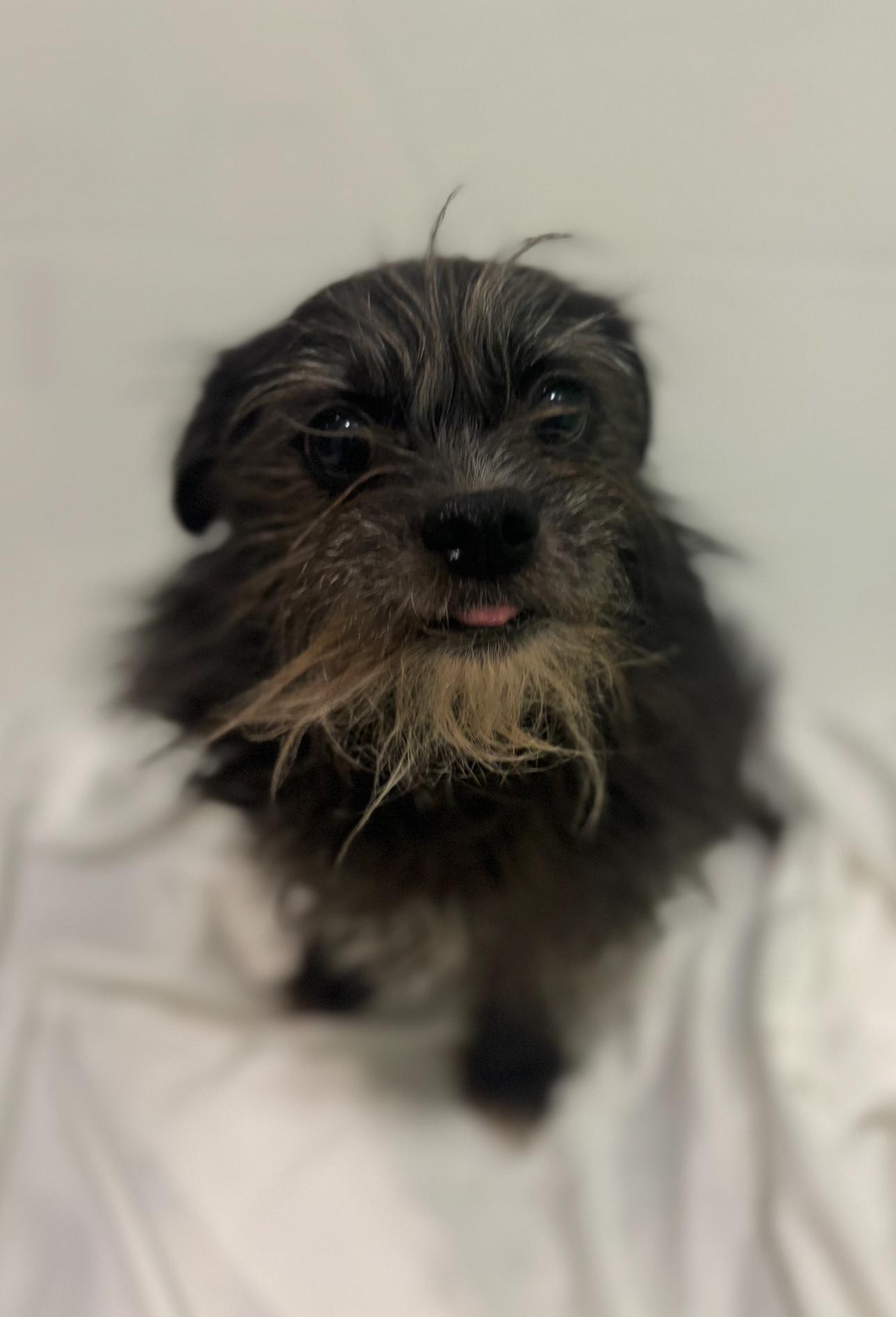 Enlarge Layla, a Adoptable mixed breed in Los Angeles, CA image 6/6