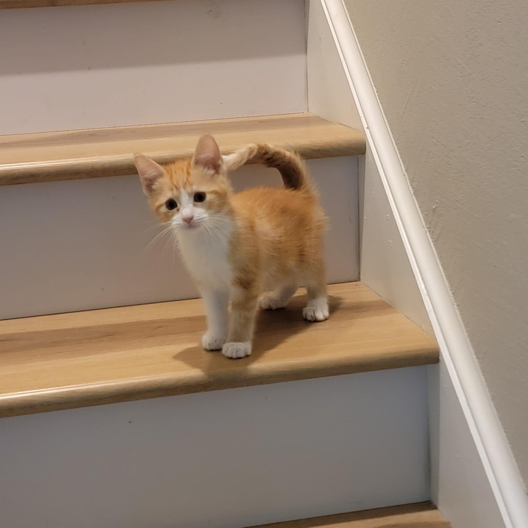 Mango adopted w/Gypsi 6.14.26, a ADOPTABLE Domestic Short Hair in Wyandotte, MI image 2/5