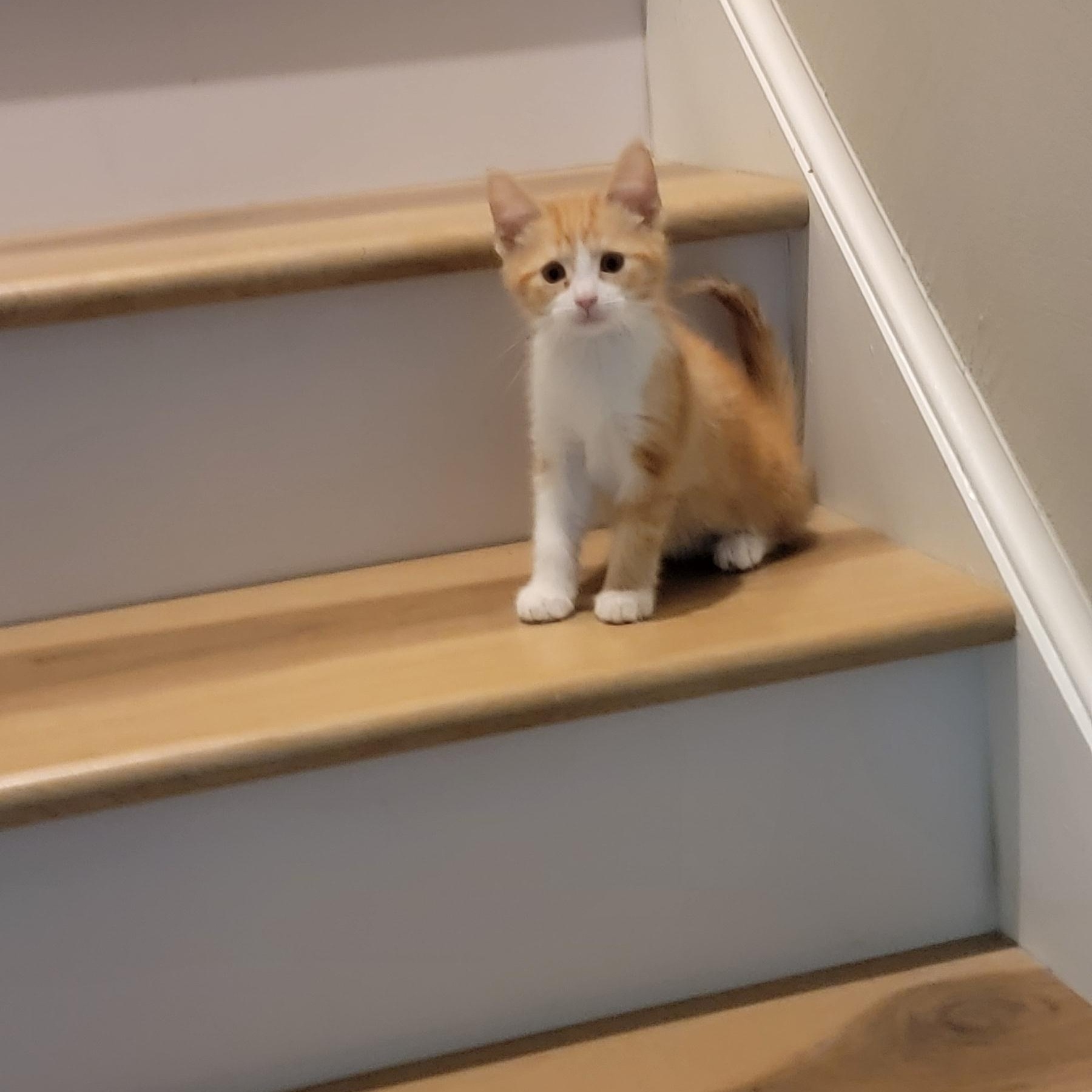 Mango adopted w/Gypsi 6.14.26, ADOPTABLE, Kitten Female Domestic Short Hair.