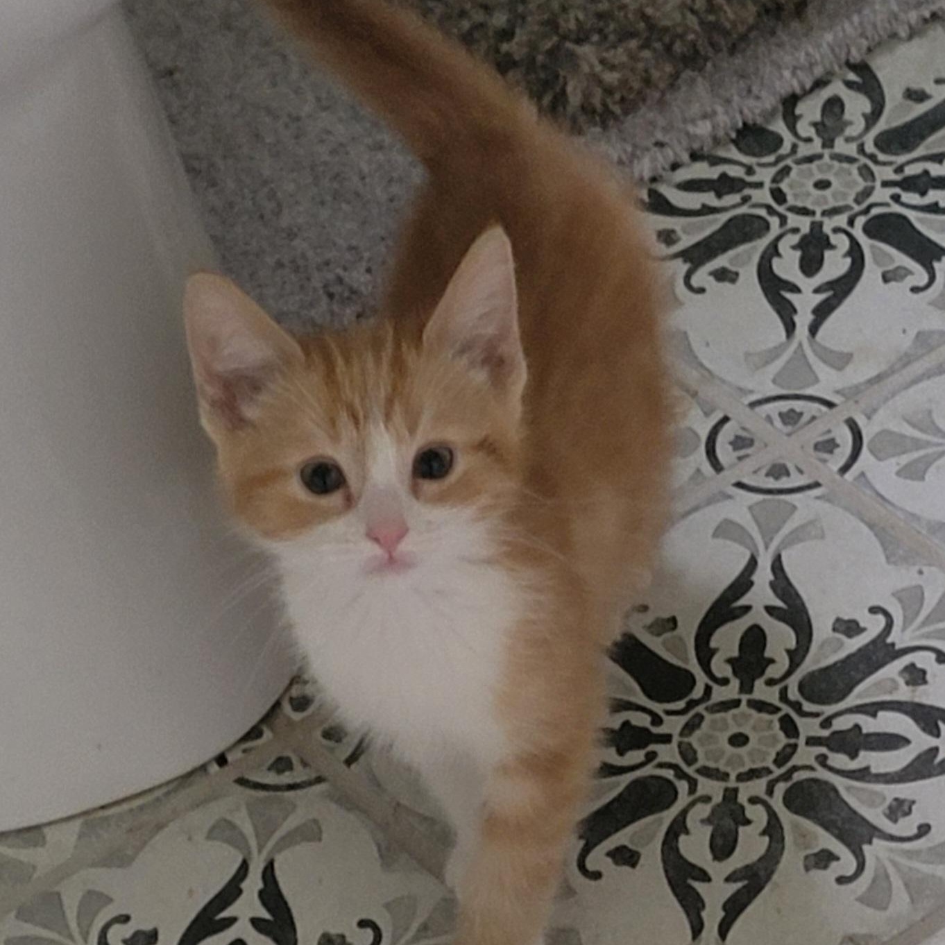 Mango adopted w/Gypsi 6.14.26, a ADOPTABLE Domestic Short Hair in Wyandotte, MI image 5/5