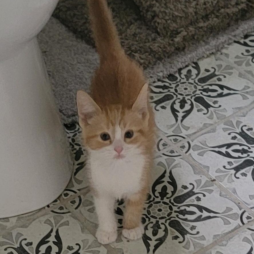 Mango adopted w/Gypsi 6.14.26, a ADOPTABLE Domestic Short Hair in Wyandotte, MI image 3/5