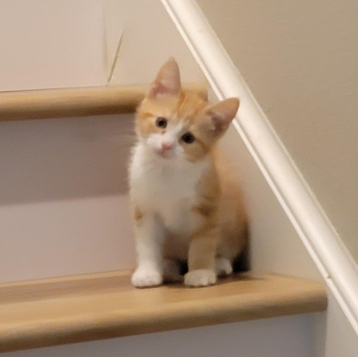 Mango adopted w/Gypsi 6.14.26, a ADOPTABLE Domestic Short Hair in Wyandotte, MI image 4/5