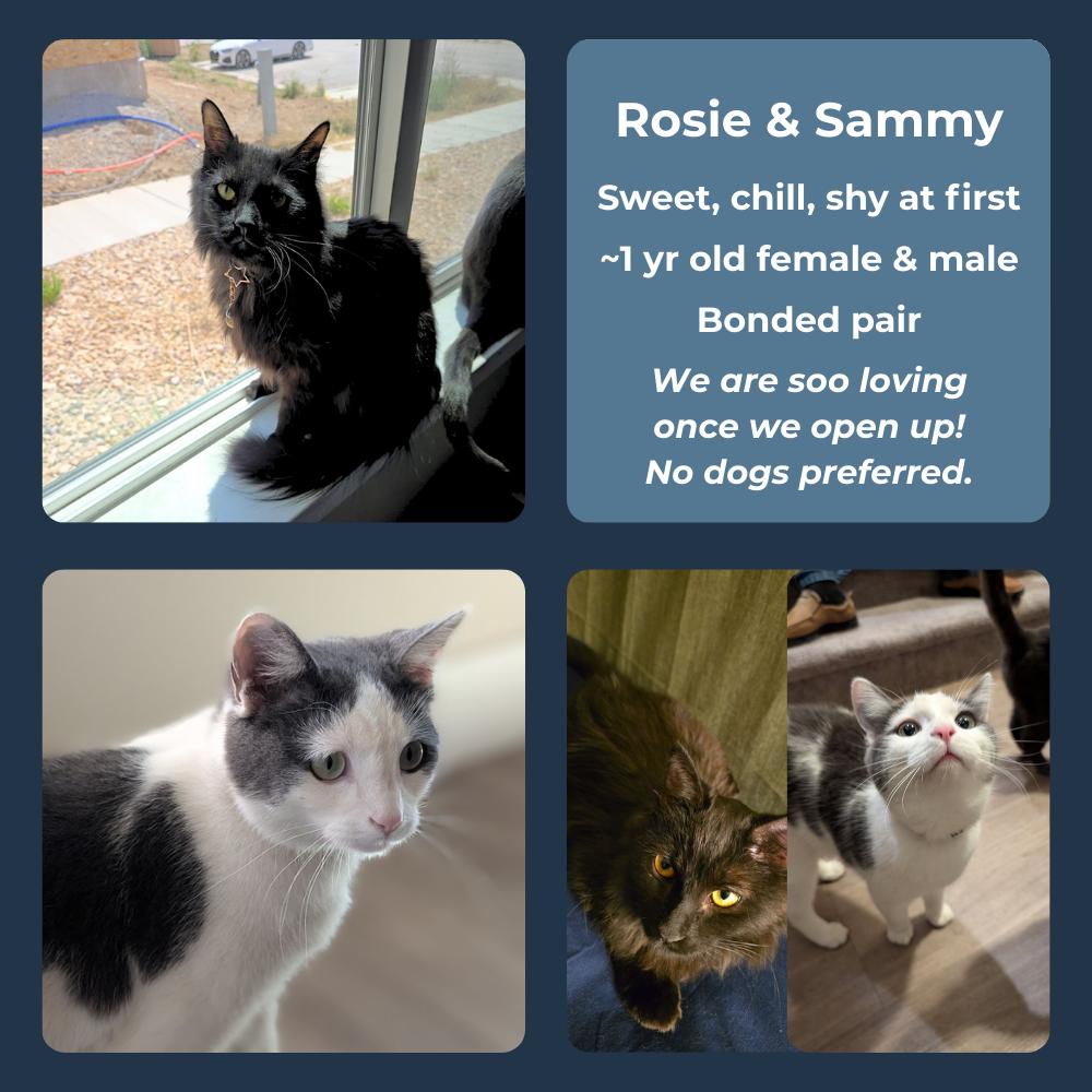 Enlarge Sammy, a Adopted Domestic Short Hair in MORONI, UT image 2/3