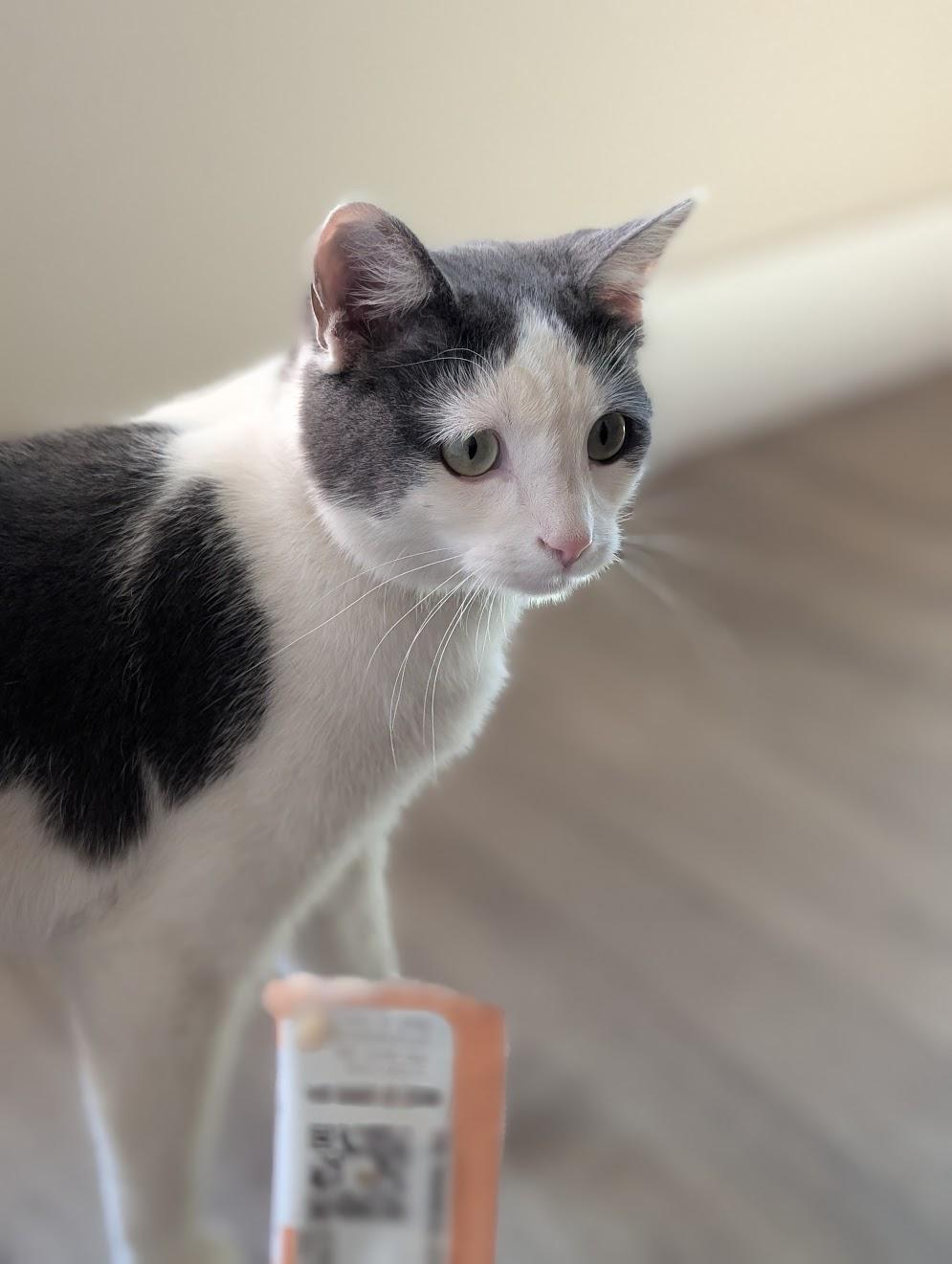 Enlarge Sammy, a Adopted Domestic Short Hair in MORONI, UT image 1/3