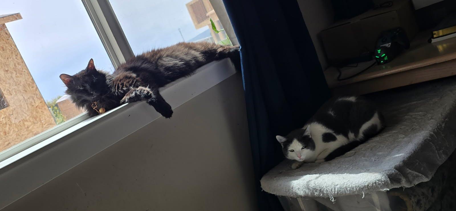 Enlarge Sammy, a Adopted Domestic Short Hair in MORONI, UT image 3/3