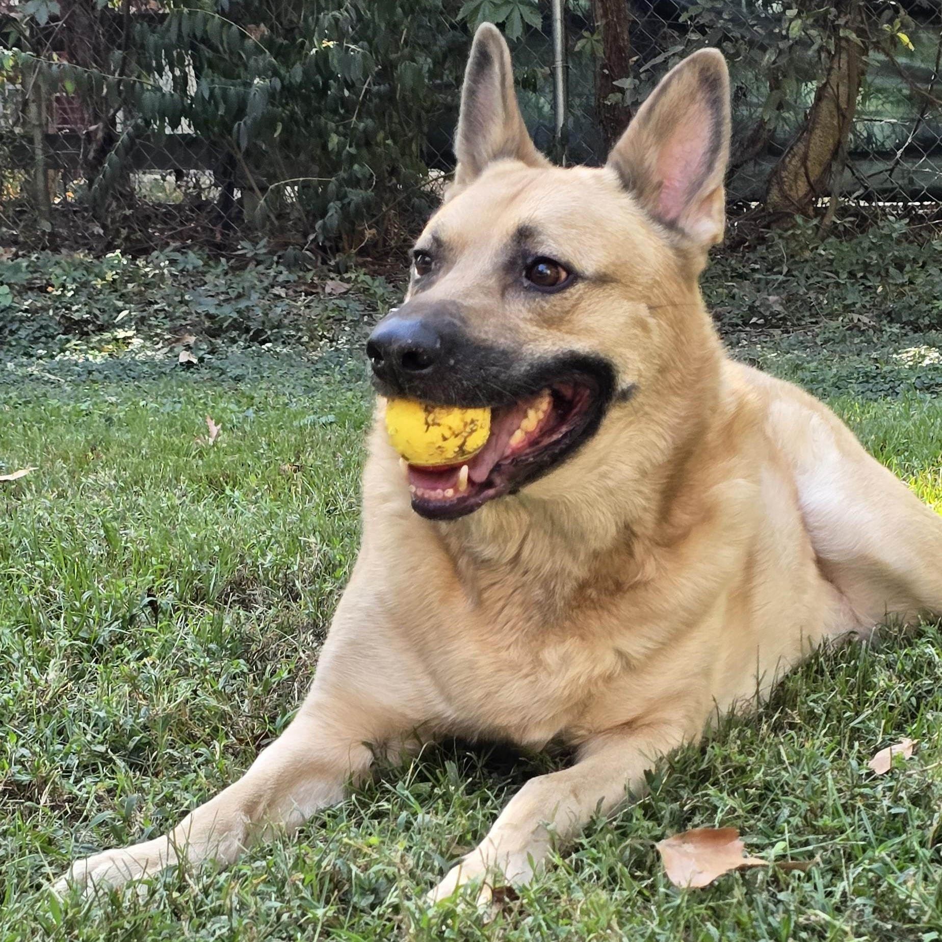 Enlarge Oliver, a Adoptable German Shepherd Dog in Arlington, TN image 2/5
