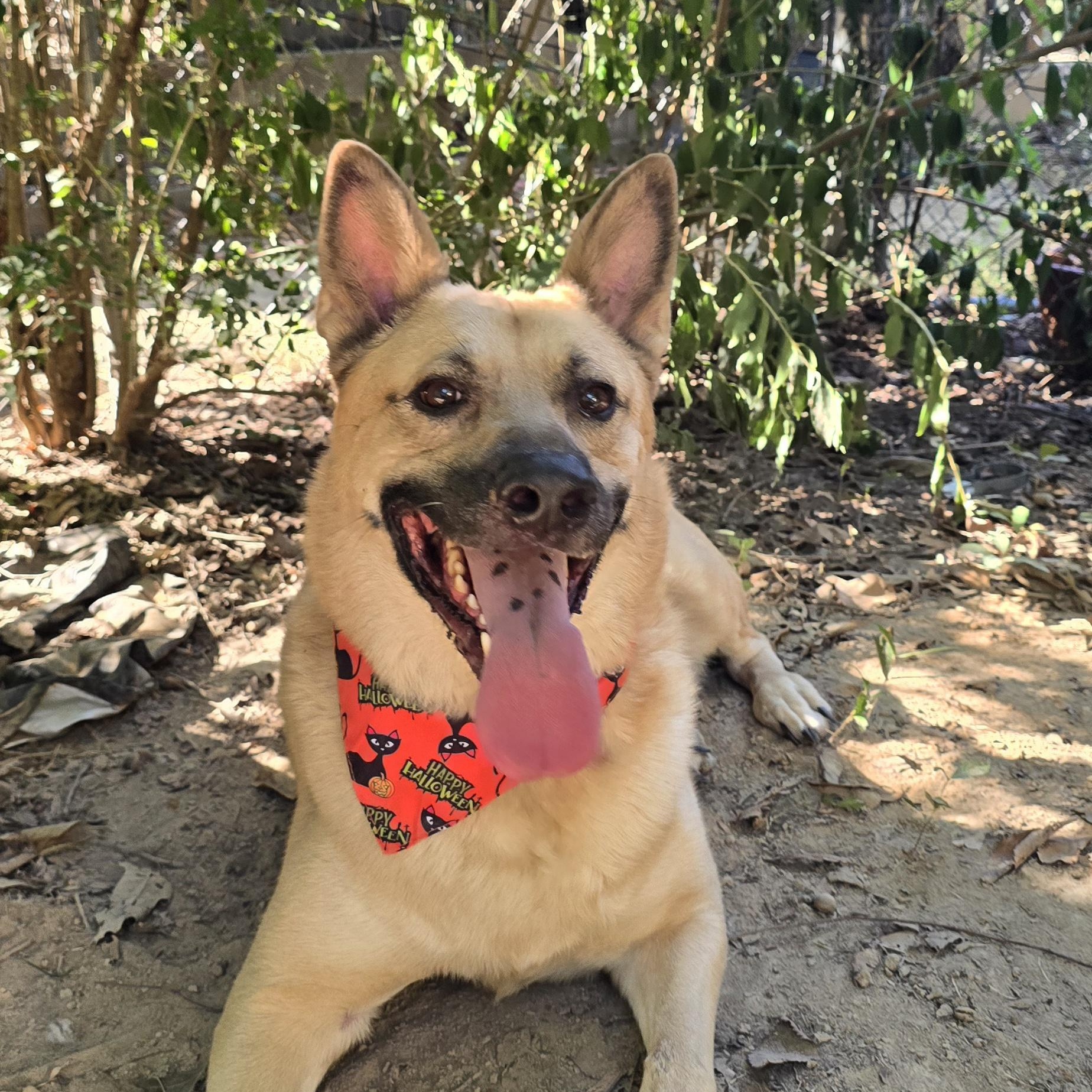 Oliver, Adoptable, Adult Male German Shepherd Dog.