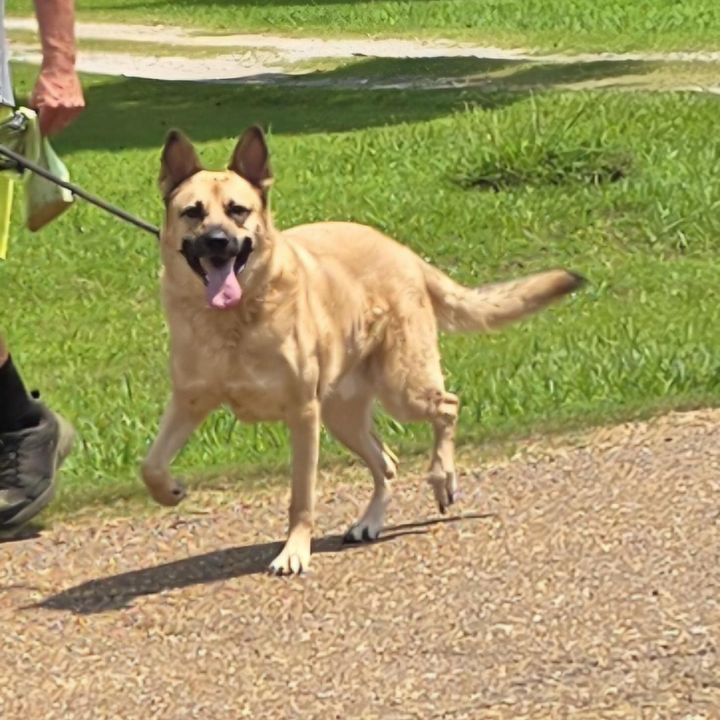 Enlarge Oliver, a Adoptable German Shepherd Dog in Arlington, TN image 4/5