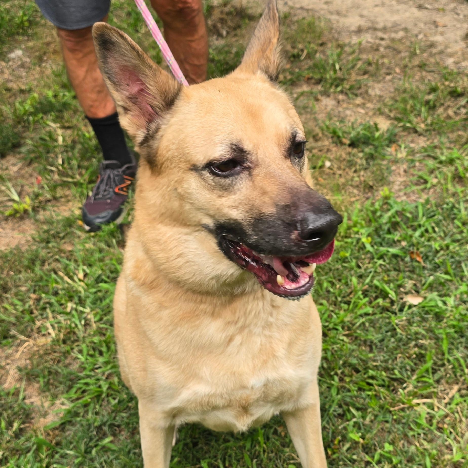 Enlarge Oliver, a Adoptable German Shepherd Dog in Arlington, TN image 3/5