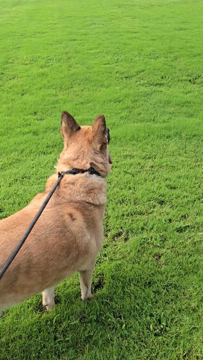 Enlarge Oliver, a Adoptable German Shepherd Dog in Arlington, TN video 5/5