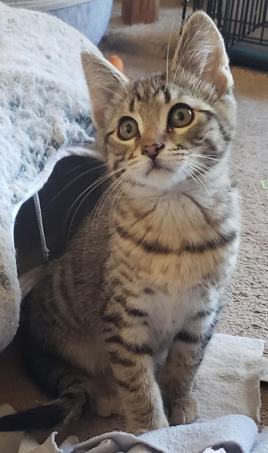 Waylon (bonded with Willie), a ADOPTABLE Domestic Short Hair in Silverton, OR image 3/3