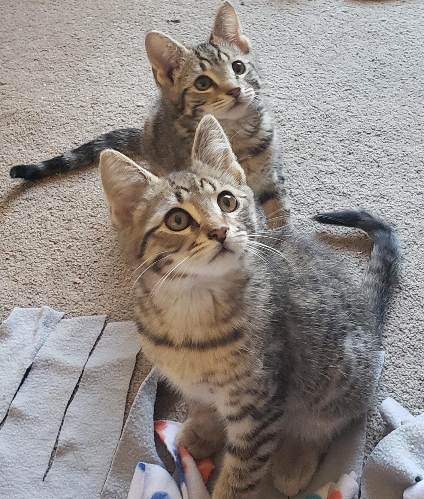 Waylon (bonded with Willie), ADOPTABLE, Kitten Male Domestic Short Hair.