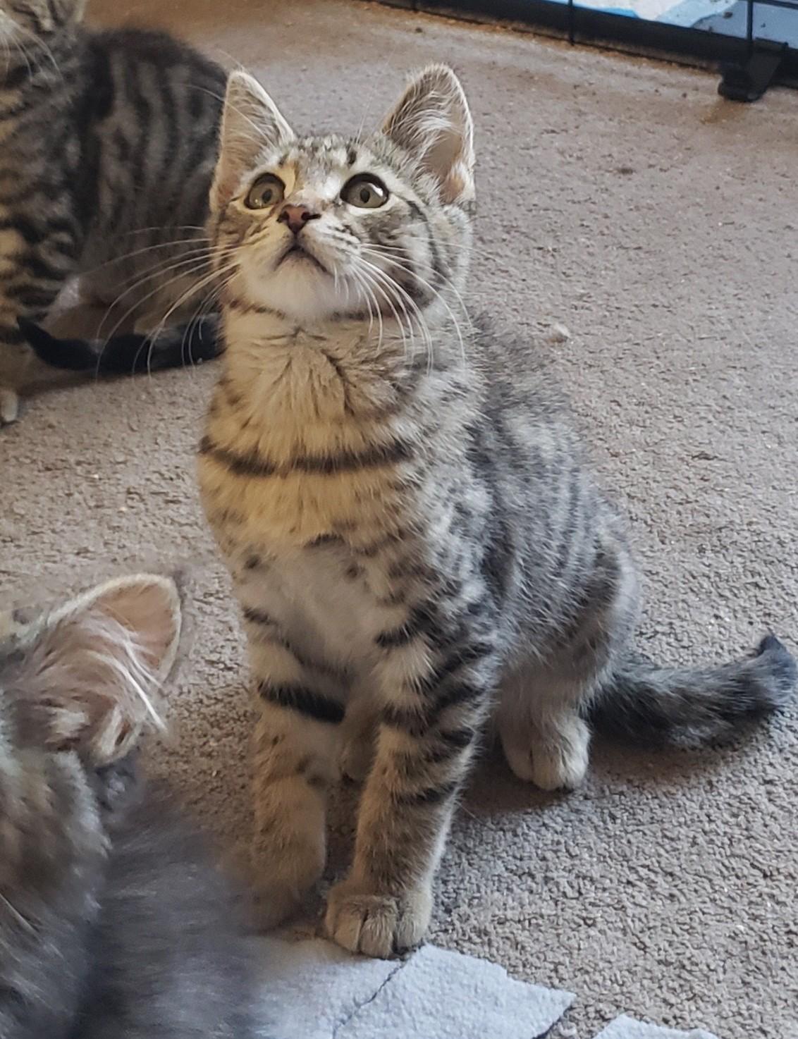 Waylon (bonded with Willie), a ADOPTABLE Domestic Short Hair in Silverton, OR image 2/3