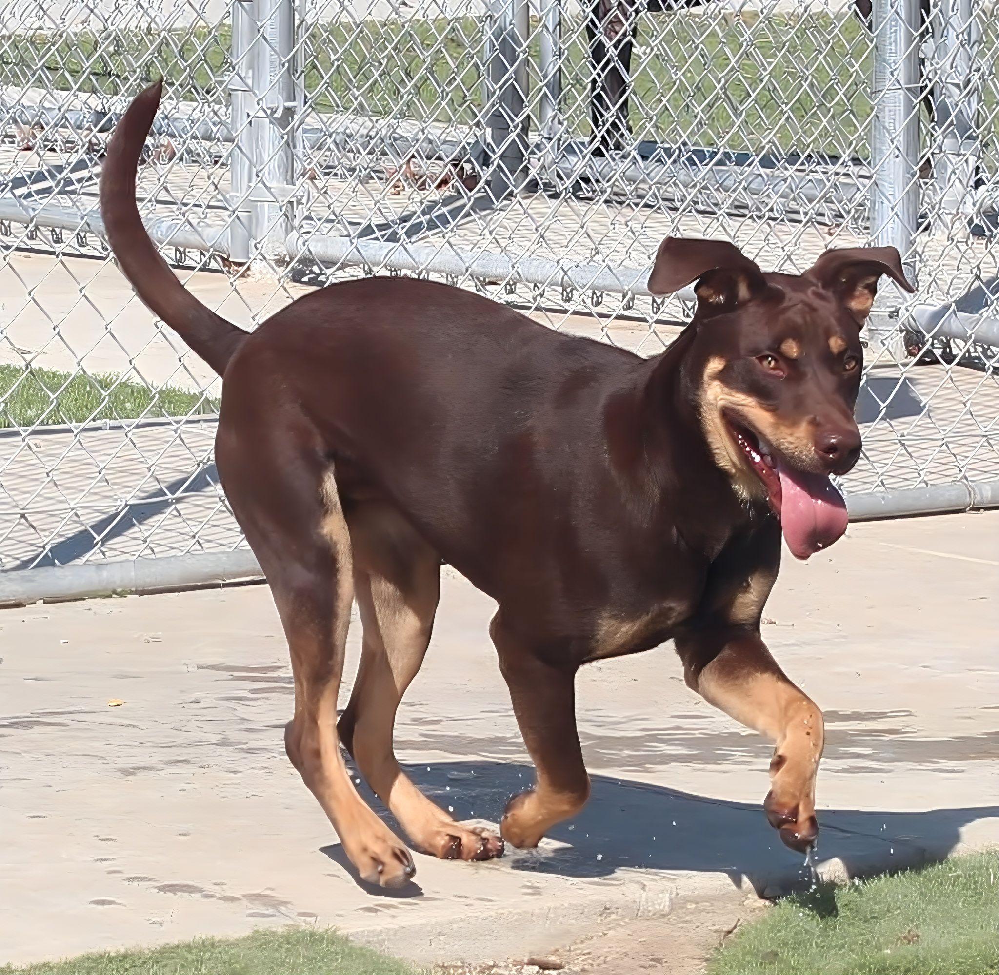 TONY (AVAILABLE OCTOBER 14, 2025), Adoptable, Adult Male Shepherd.
