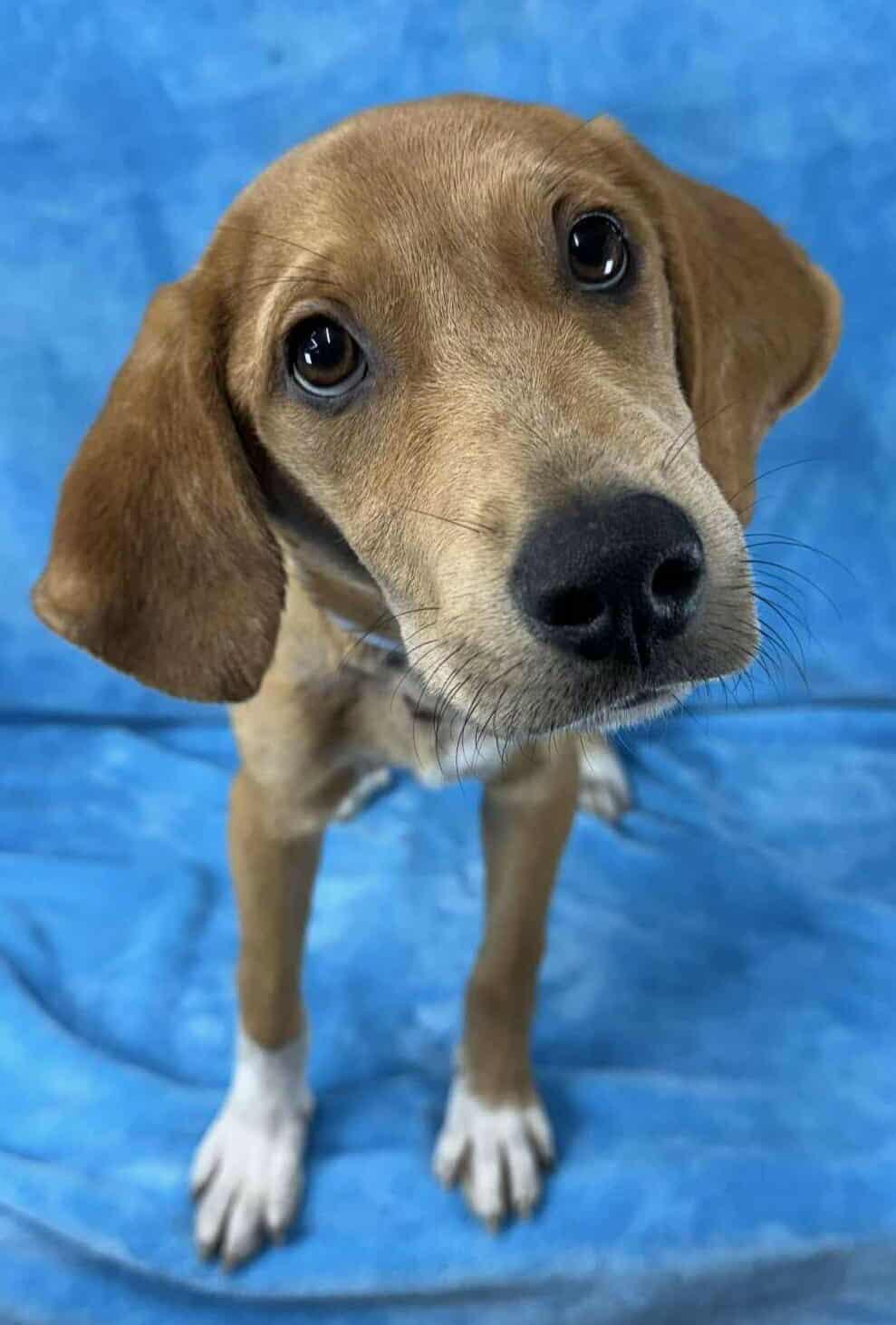 Hank