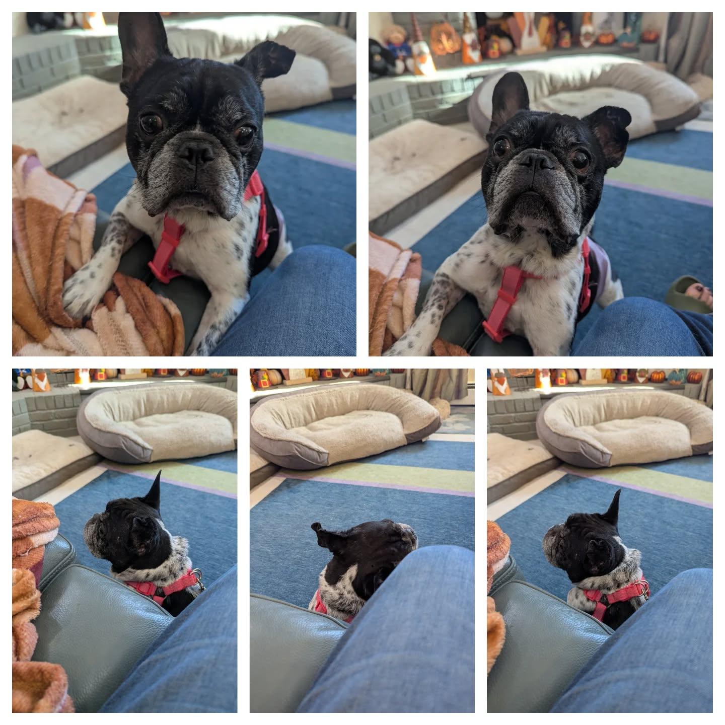 Chester, Adoptable, Young Male French Bulldog.