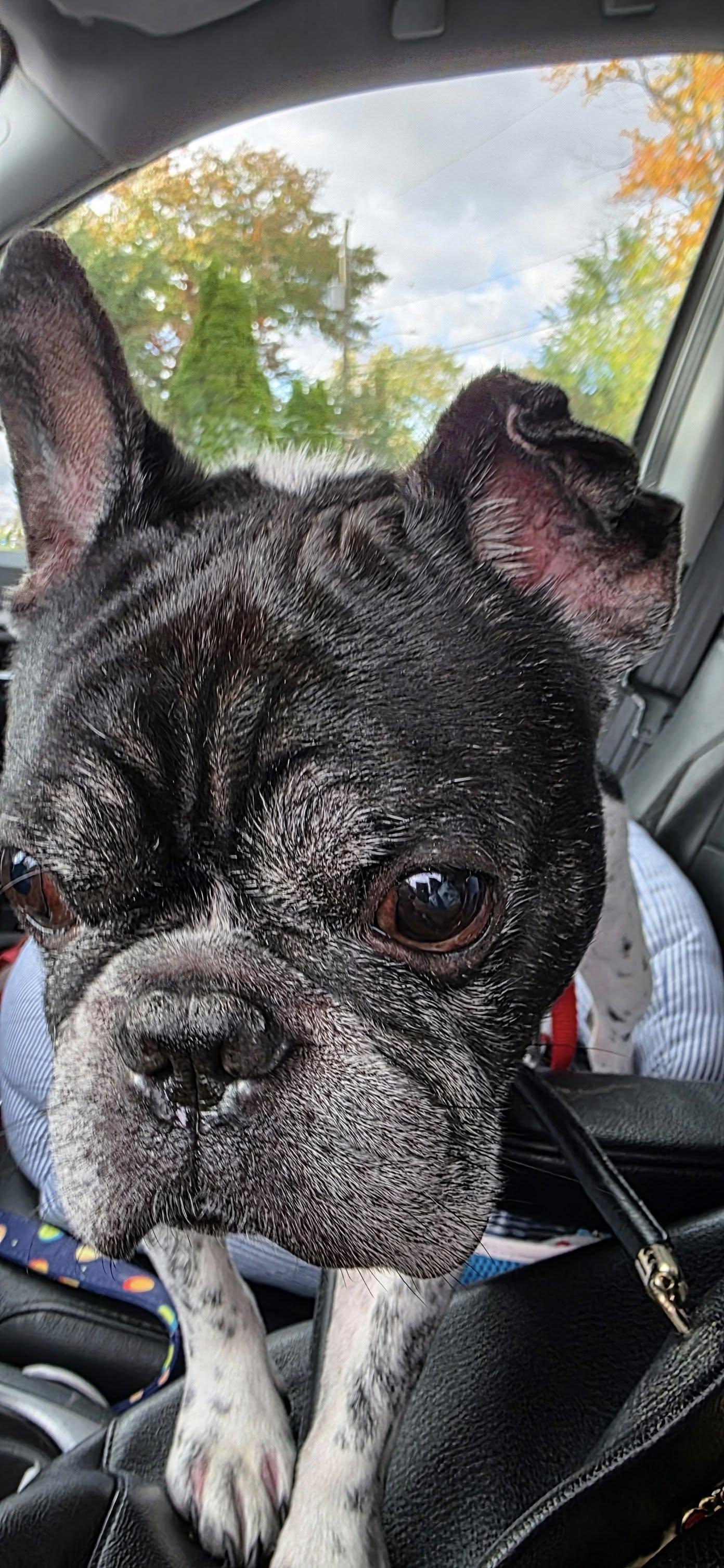 Enlarge Chester, a Adoptable French Bulldog in Tenafly, NJ image 2/3