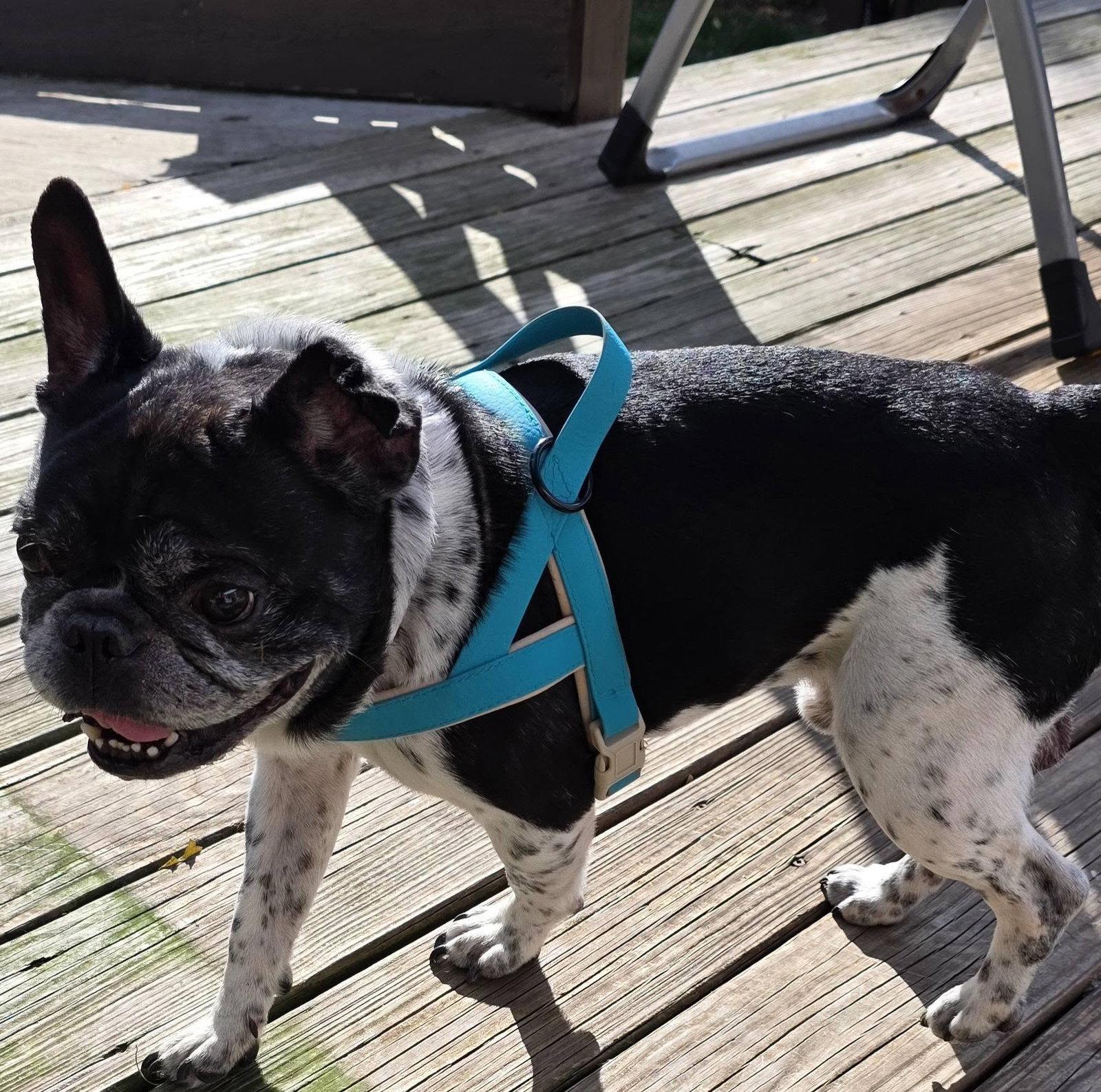 Enlarge Chester, a Adoptable French Bulldog in Tenafly, NJ image 3/3