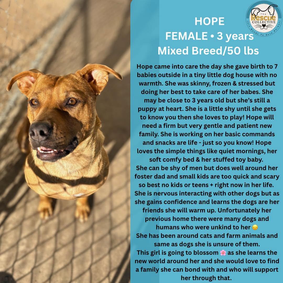 Hope, ADOPTABLE, Adult Female Pit Bull Terrier.