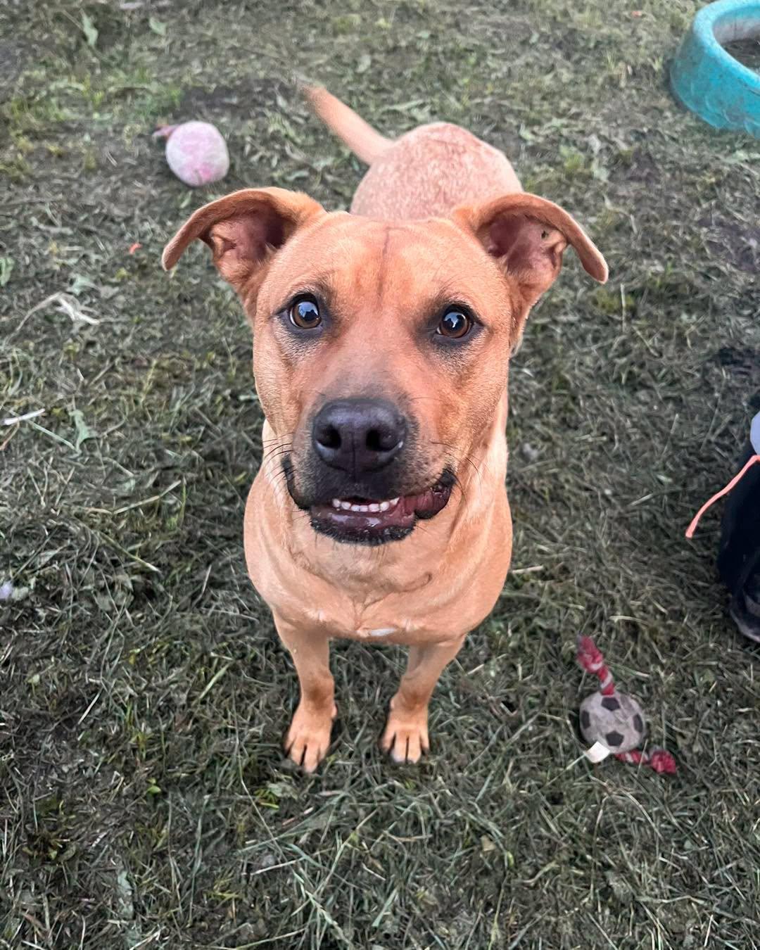 Enlarge Hope, a Adoptable mixed breed in Clive, AB image 3/5