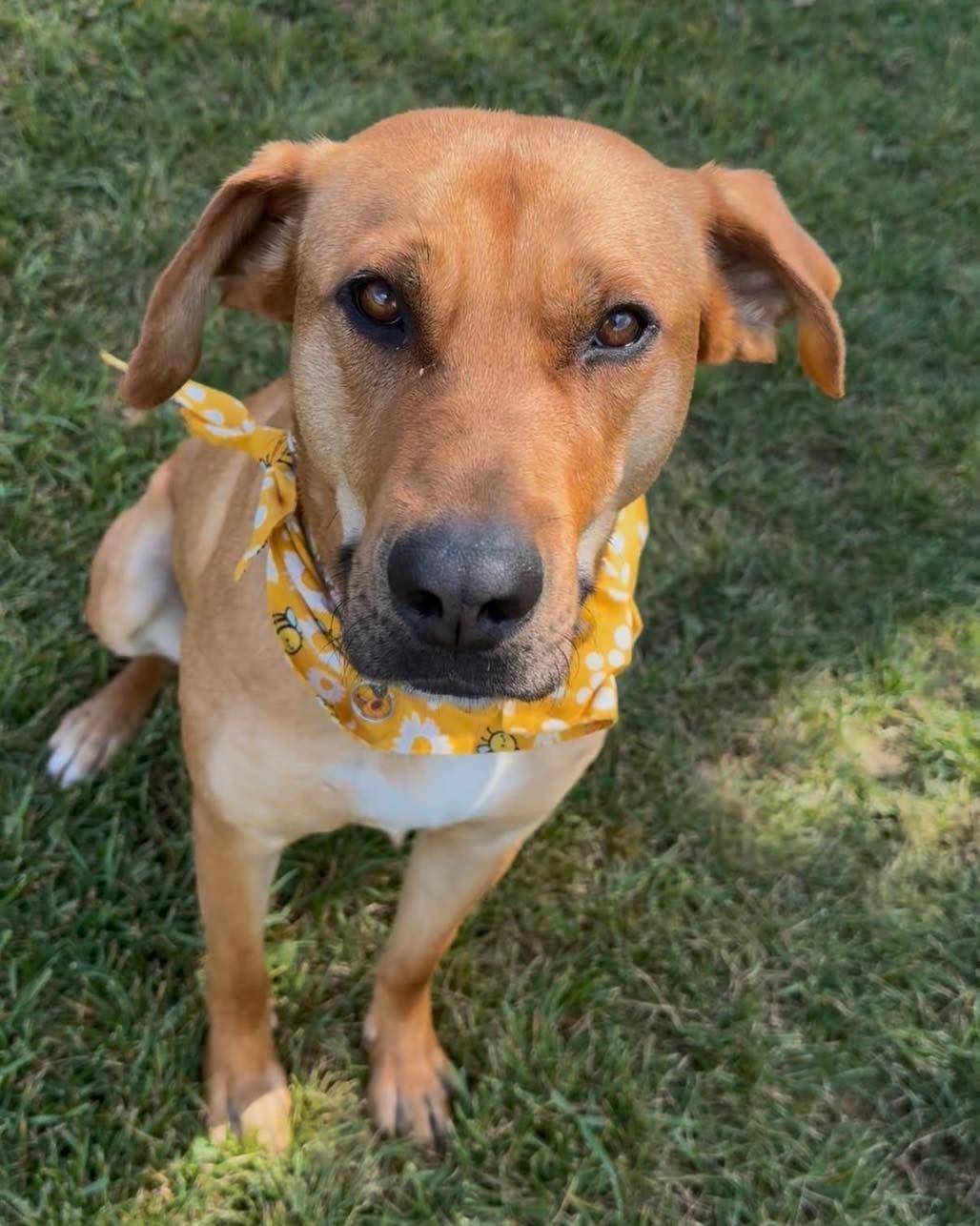 Enlarge Hope, a Adoptable mixed breed in Clive, AB image 1/5