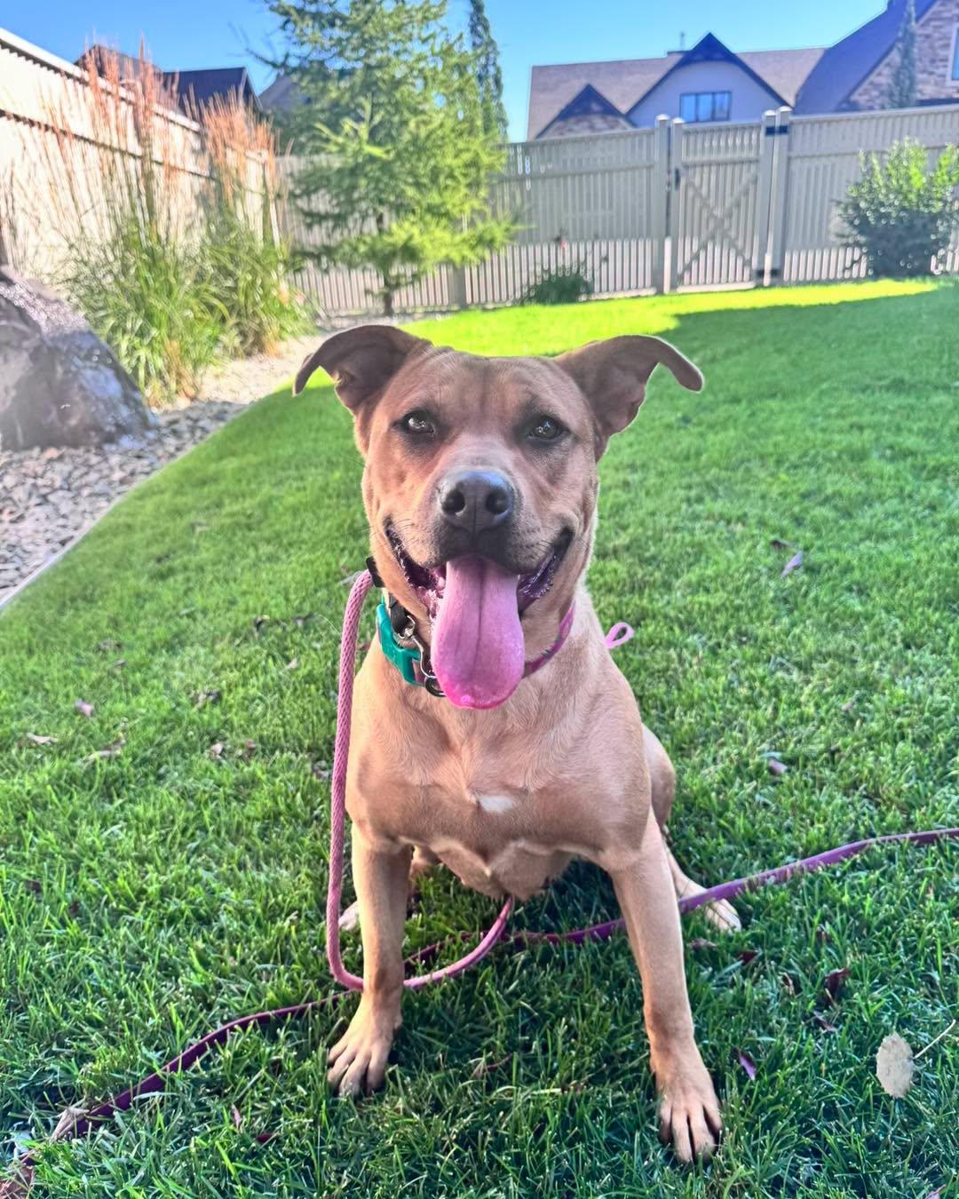 Enlarge Hope, a Adoptable mixed breed in Clive, AB image 4/5