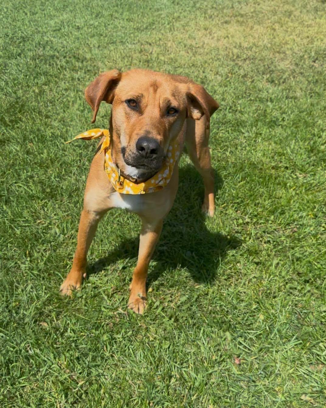 Enlarge Hope, a Adoptable mixed breed in Clive, AB image 2/5
