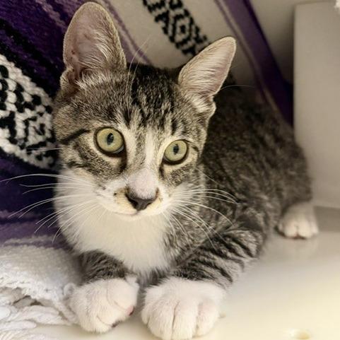 Enlarge Captain Kirk, a Adoptable Domestic Short Hair in Phoenix, AZ image 1/4