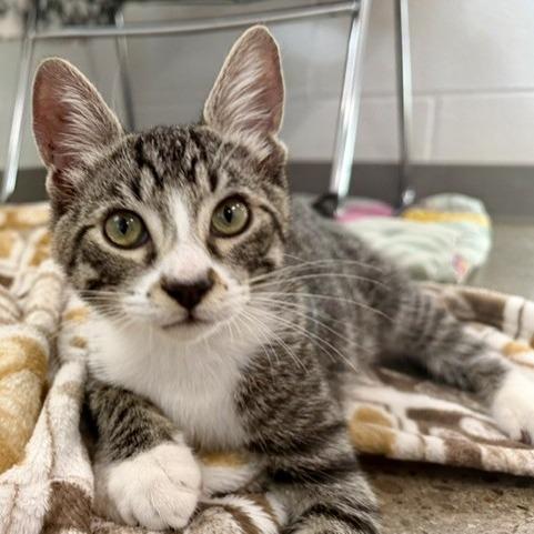 Enlarge Captain Kirk, a Adoptable Domestic Short Hair in Phoenix, AZ image 2/4