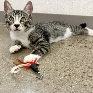 Enlarge Captain Kirk, a Adoptable Domestic Short Hair in Phoenix, AZ image 3/4