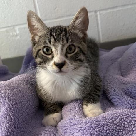 Captain Kirk, Adoptable, Kitten Male Domestic Short Hair.